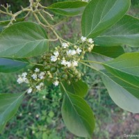 Premna mollissima Roth